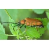 Stictoleptura rubra (Linnaeus, 1758) female Zmrosznik czerwony
